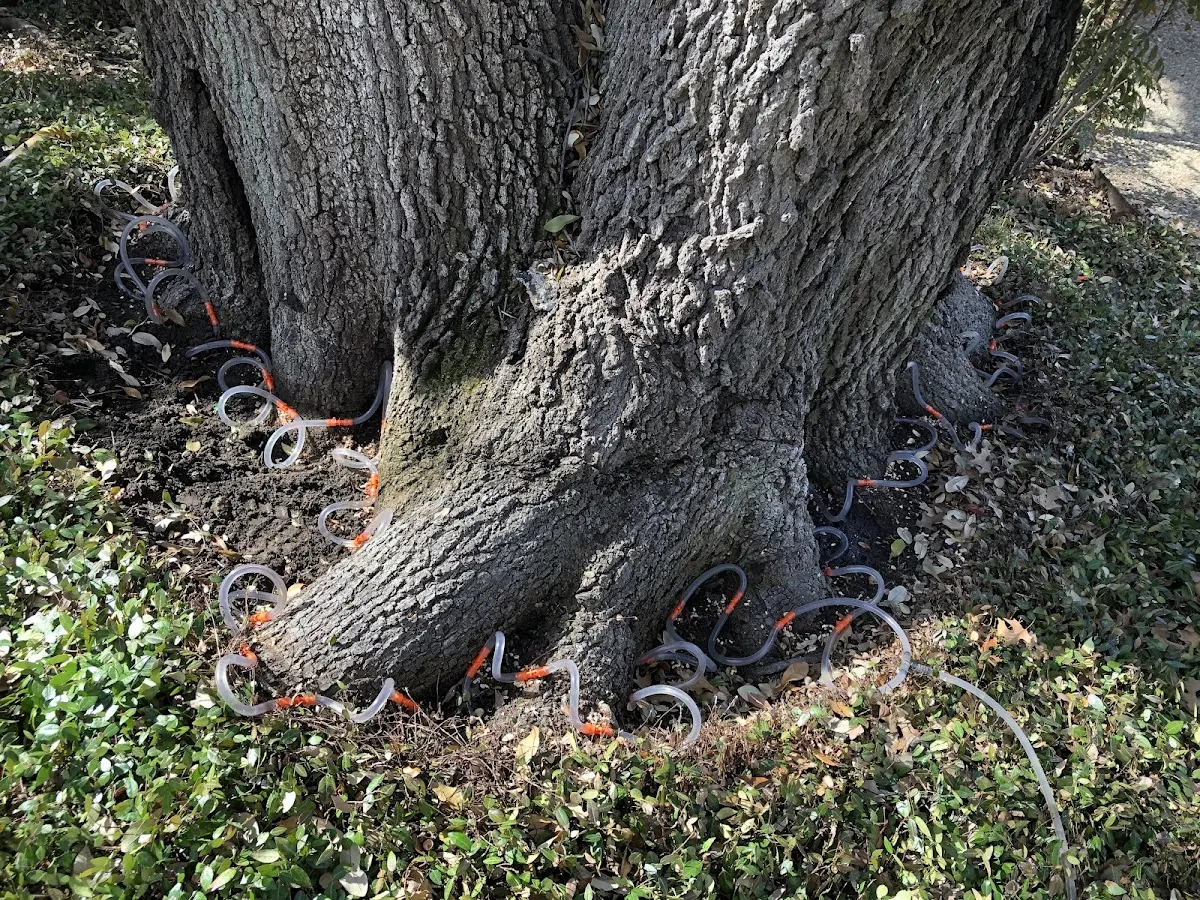 Detailed Tree Cabling and Bracing job site in Austinburg