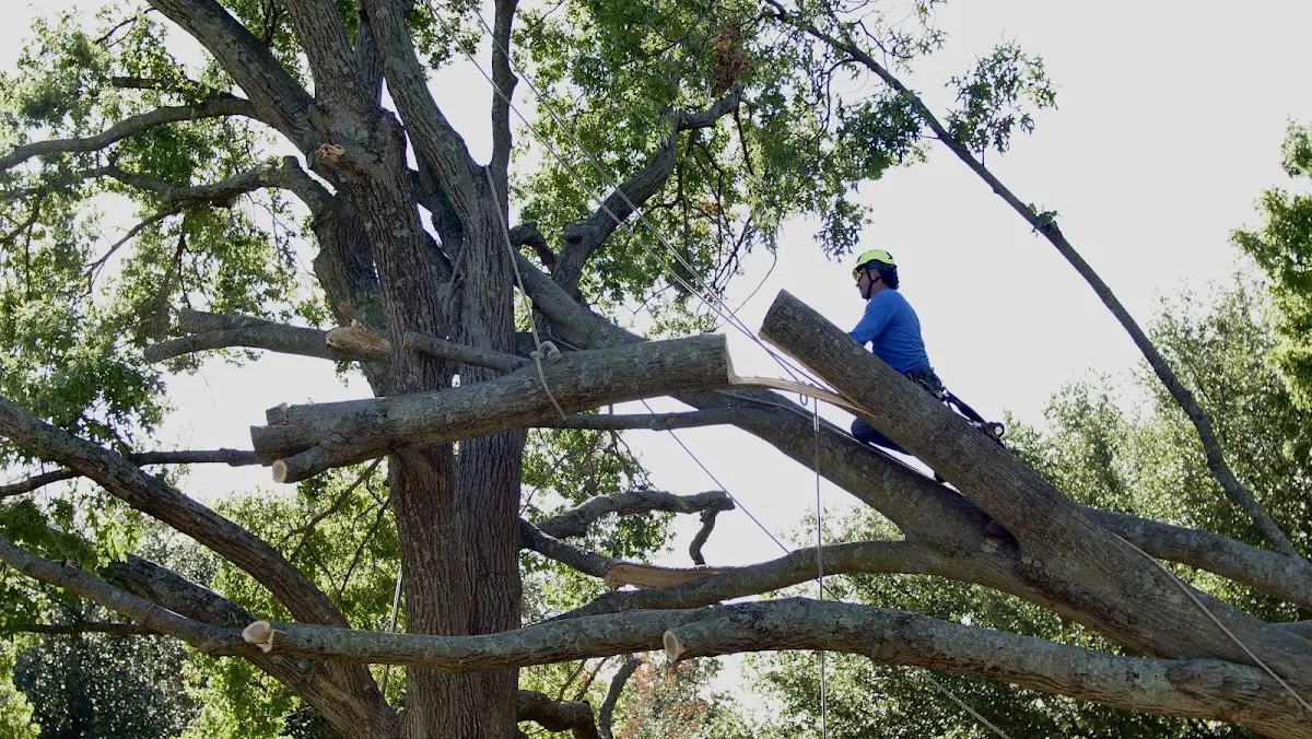Professional Crown Thinning performed by certified arborists in Austinburg