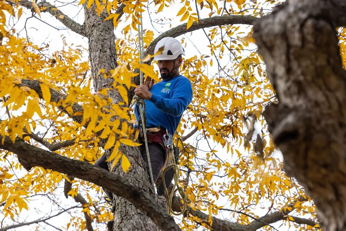 Skilled Tree Trimming crew working in Austinburg